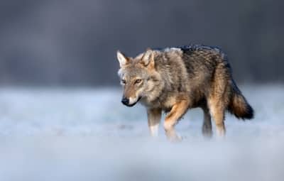 HHS Wolves in White Coats: What the Transgender Report Left Out cover image